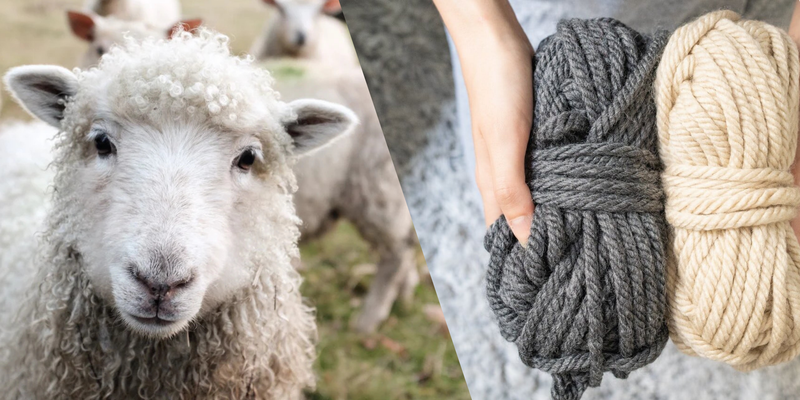 A sheep and wool close-up photo, showcasing natural wool fibers.